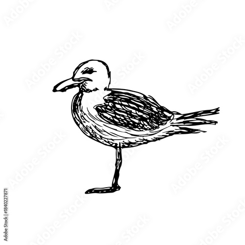 sketch of a seagull standing on one leg. Vintage line art bird