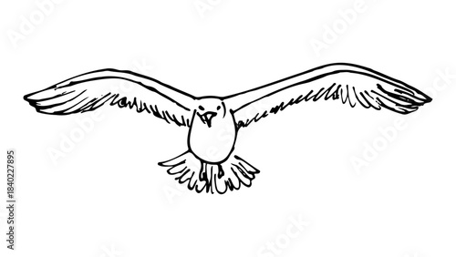 ketch of a seagull flying with wings outstretched. Vintage line art bird