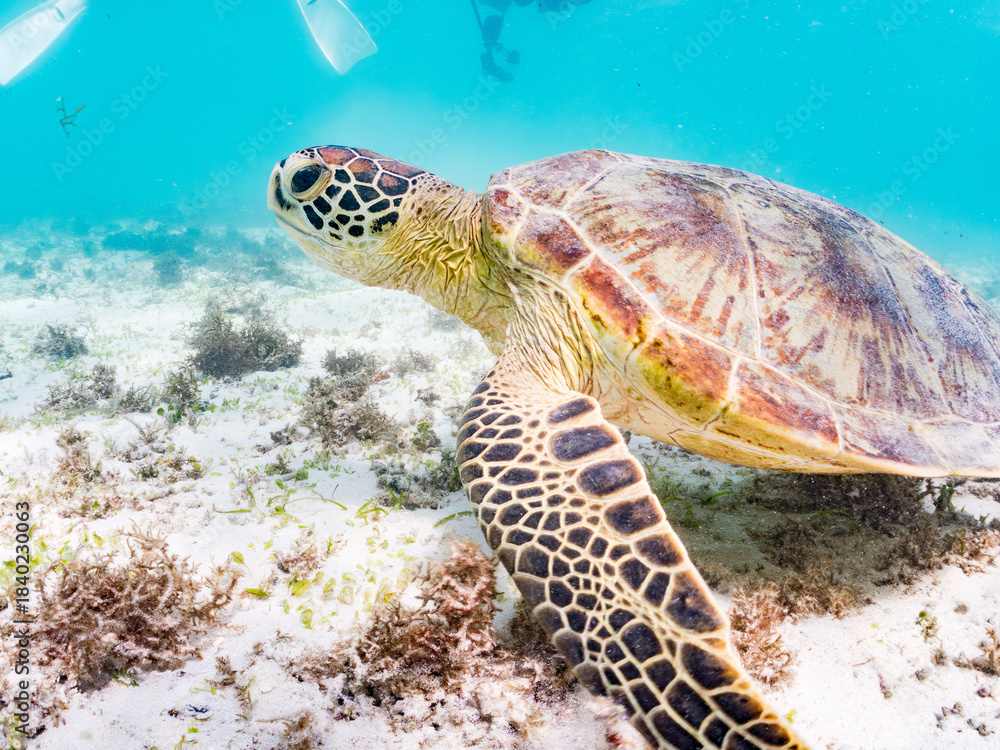 Fototapeta premium アマモを食べている。 アオウミガメ, Green Turtle, Green Sea Turtle, Chelonia mydas, ウミガメ科, 阿嘉島前浜ビーチ 沖縄県島尻郡慶良間諸島-2025 沖縄本島から40km西方にある諸島。 大小30以上の島々からなる島嶼群は全体が国立公園に指定されている。 珊瑚礁の海、白い砂浜、緑の山地は世界屈指の美しさ。 多くの貴重な動植物が生息している。 