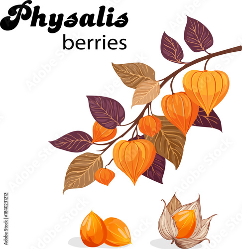 Elegant vector illustration with physalis fruits on a branch.Vector illustration of ripe physalis fruits on a transparent background with text.