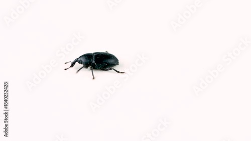 Extreme Close-up of Black Weevil or Snout Beetle, Likely Sphenophorus striatopunctatus, on Isolated White Background
