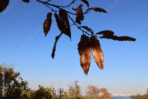 Dead leaves before they fall from the tree