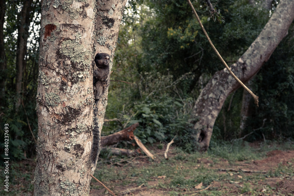 Obraz premium Macaquinho na árvore