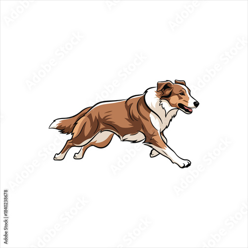 A brown and white rough collie dog running energetically sideways