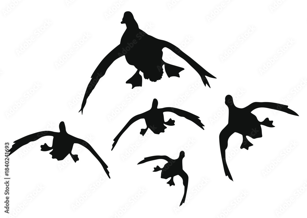 Obraz premium flying duck silhouette, flying duck vector illustration