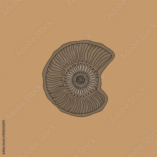 Detailed illustration of a brown coiled ammonite fossil on a tan background