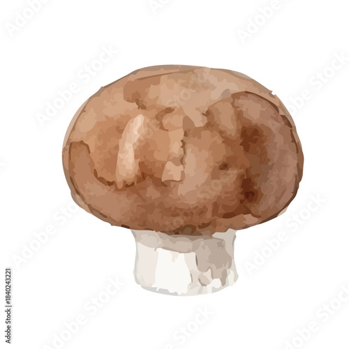Watercolor-style mushroom illustration／マッシュルーム