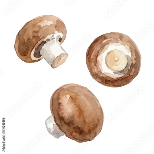 Watercolor-style mushroom illustration／マッシュルーム