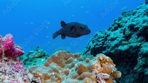 A cute spotted Pufferfish swims over a coral reef