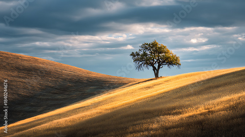 Solitary Tree Bathed in Golden Sunlight on a Rolling Hill