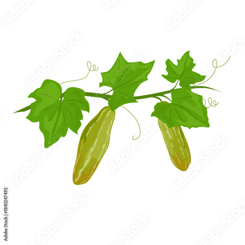 Tindora Ivy Gourd Vegetable