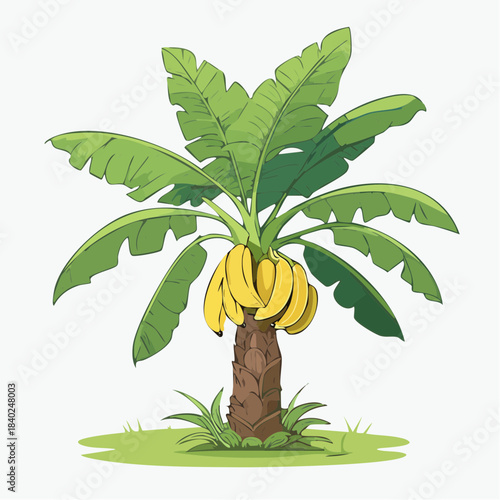 Illustration of a healthy banana tree bearing a ripe bunch of yellow bananas with large green leaves, set against a white background with subtle ground details