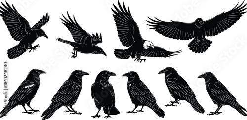 Here is a title and a comprehensive list of keywords, optimized for Adobe Stock and SEO, based on the image of crows and eagles you provided.