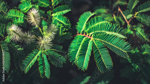 pudica. Sensitive plant leaves responding to touch, macro view in natural light. gardening catalogs, home-decor guides, designed for gardening and botanical catalogs, promotes healthy living.