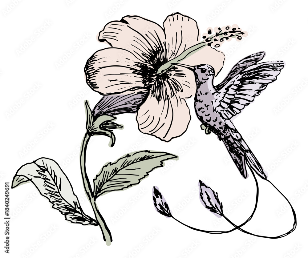 Obraz premium A hummingbird at the flower. Hand drawn vector illustration.