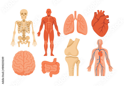 Human anatomy organs set, flat vector illustration, skeleton, heart, brain, lungs