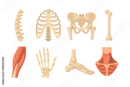 Human anatomy, flat vector illustration with bones, ribs, spine, and skeleton details