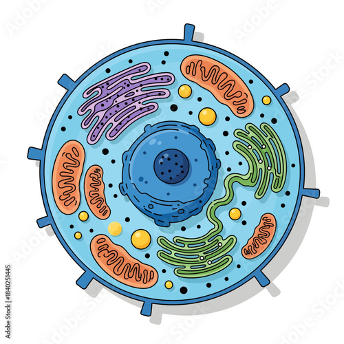 Human Cell Structure Diagram – Organelles and Biology Education