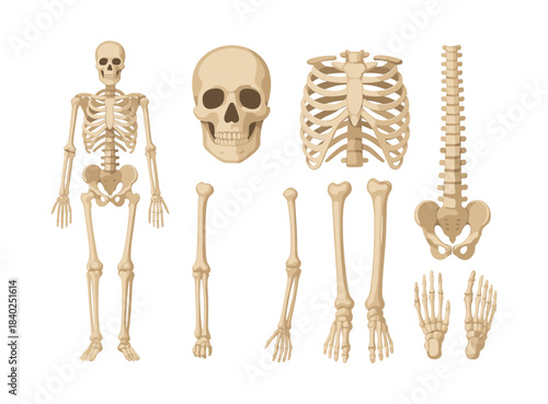Human skeletal diagram, bones and spine, flat vector illustration
