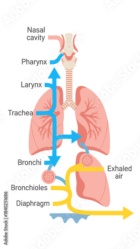 Human Respiratory System Diagram – Lungs, Airways and Breathing Flow