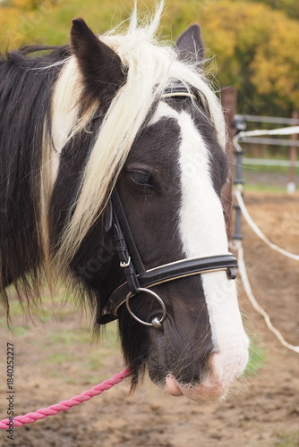 Wallpaper Mural Głowa konia z białą grzywą Torontodigital.ca