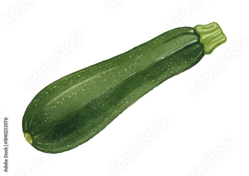 Watercolor-style zucchini illustration／ズッキーニ
