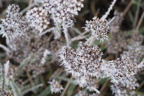 Zamarznięte polne rośliny