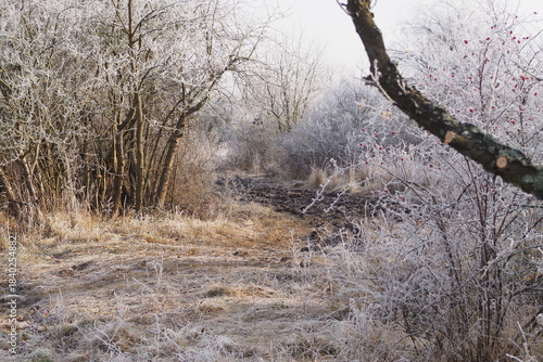 Drzewa i krzaki w szronie