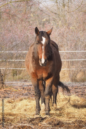 Wallpaper Mural Brązowy koń zimą na stadninie koni Torontodigital.ca