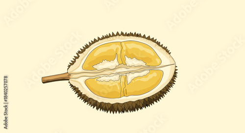 A detailed cross-section illustration of a tropical durian fruit, showcasing its spiky exterior and the creamy yellow flesh inside.