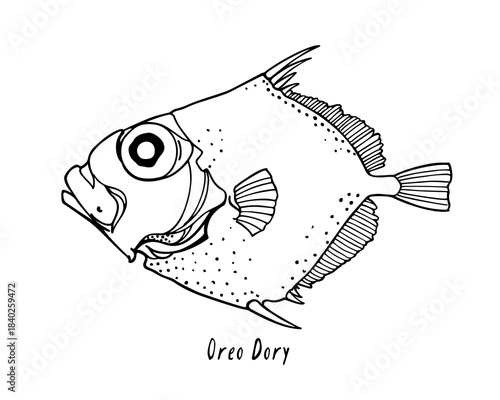 Vector poster with a hand drawn drawing of Oreo Dory fish made in graphic style. Ink drawing, beautiful illustration. Perfect for poster or banner design.