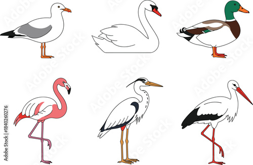Detailed Medical Vector Illustration of Human Kidney Anatomy with Cross-Section Showing Renal Artery, Vein, Cortex, and Medulla, Ideal for Biology, Urology, and Health Care Education.
