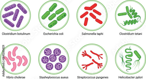 Flat Vector Illustration of an Autumn City Park Scene with Colorful Trees, People Walking a Dog, Sitting on a Bench, and Riding a Bicycle, Ideal for Outdoor and Leisure Graphics.