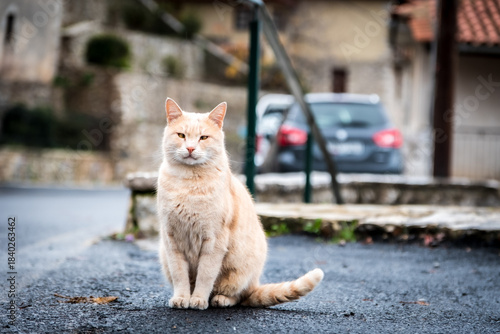 cross-eyed stray cat in Greece, Europe