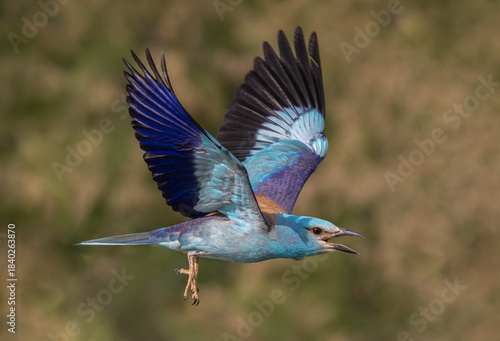 European Roller in Flight with Open Beak