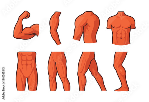 Human muscle anatomy parts, flat vector illustration, fitness, bodybuilding design