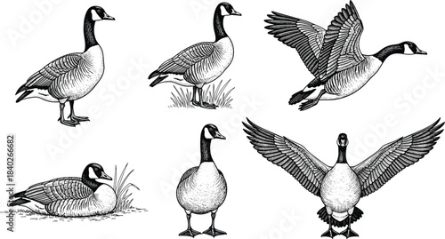 Vintage Engraving Set of Canada Goose Poses, Including Flying with Spread Wings, Standing, and Resting, Perfect for Wildlife Illustrations and Nature Designs.