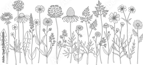 Hand-drawn wildflower botanical illustration featuring various meadow plants and floral line art, perfect for coloring pages, nature prints, botanical designs, and craft projects