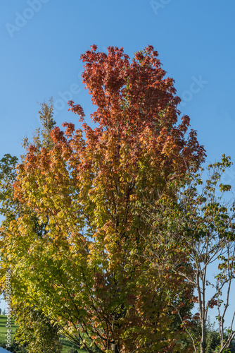 Tall tree Acer saccharum or sugar maple with fiery red and orange leaves stands out against clear blue sky, surrounded by greenery. Clouds Park. Krasnodar City Park or Galitsky Park in Krasnoda