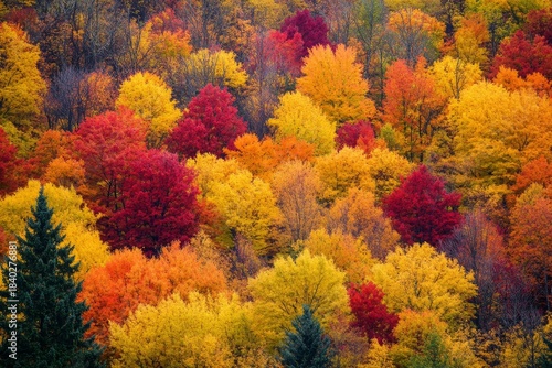 Aerial view of a diverse autumn forest canopy with a spectrum of vibrant fall colors, including red, orange, yellow, and green foliage