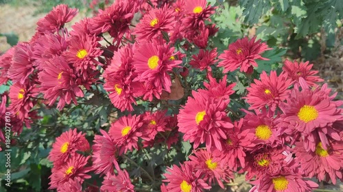 Red Chrysanthemums in the autumn garden .Background of many small flowers of Chrysanthemum. Beautiful red autumn flower background. Chrysanthemums Flowers blooming in garden at spring day. Soft focus 