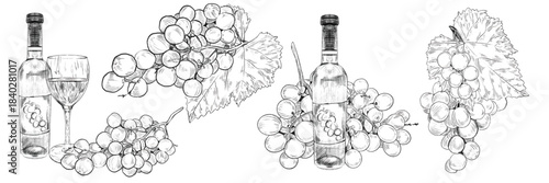 Set with bottle, glass of wine and grape branch with bunches of round grapes. Concept of winemaking, production and sale of wine, growing grapes. Vector illustration for menus, web, info graphics