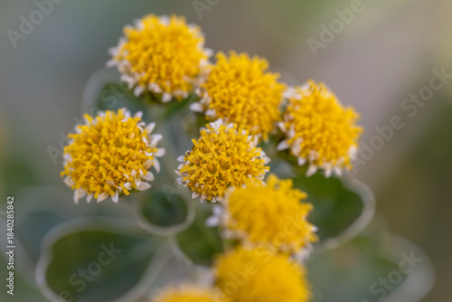 Pacific chrysanthemum