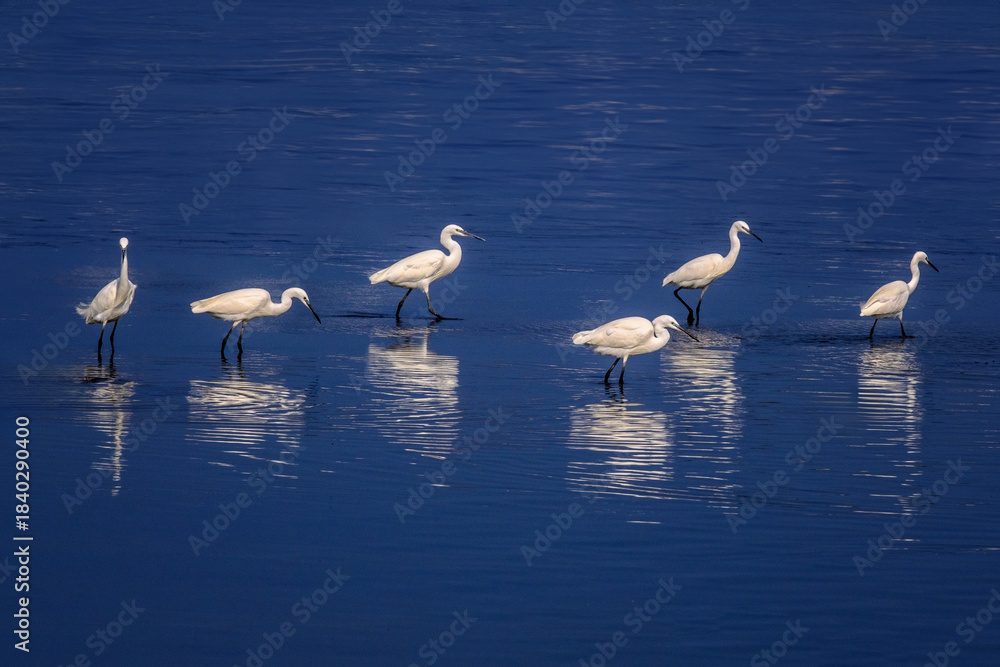 Obraz premium Six White Egrets Wading in Deep Blue Water with Reflections