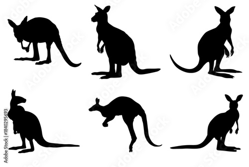 kangaroo vector set