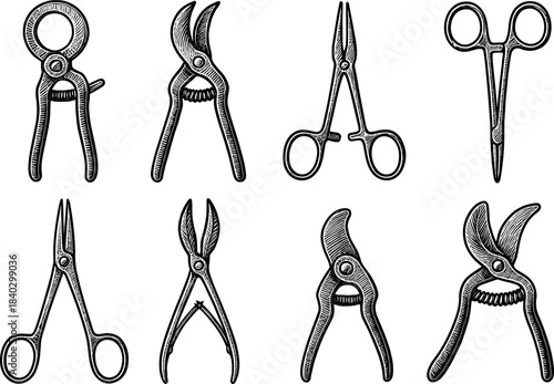 Vintage garden tool collection: detailed black and white engraving of pruners and shears