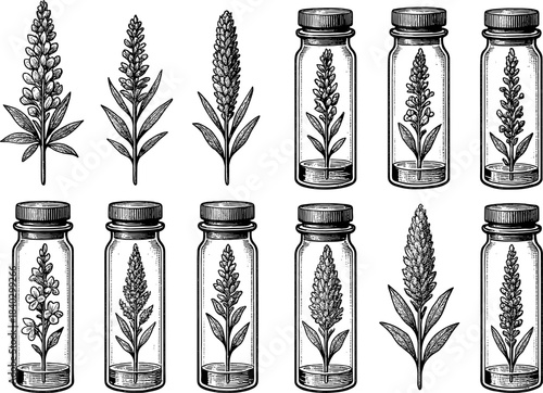 Vintage botanical herb collection: intricate floral jars and detailed leaf illustrations