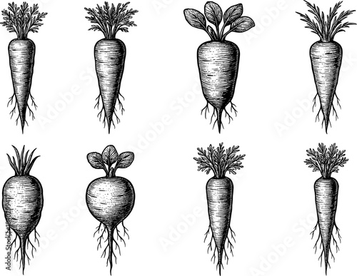 Hand drawn root vegetables set with carrots and beets in vintage style