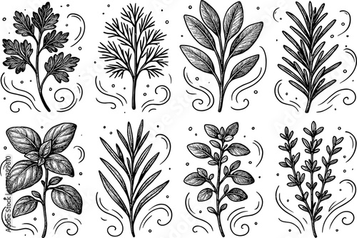 Hand drawn herb collection: parsley, dill, sage, rosemary, basil, oregano