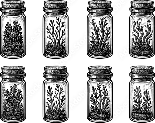 Vintage botanical drawings of marine plants in glass bottles